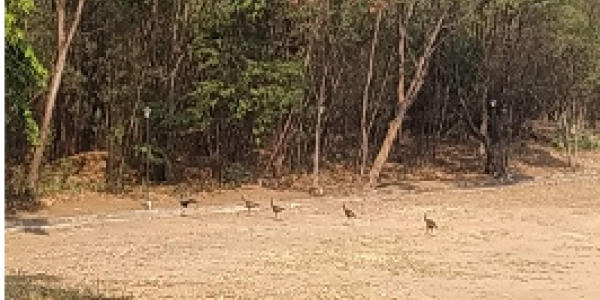 by Praveen Palagi  ,Vijaynagar