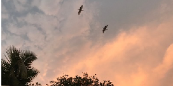 by Komal S Mayekar ,Jaigad