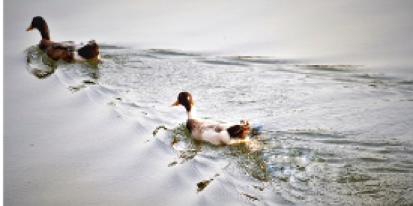 by Sandeep Naik ,Vijaynagar