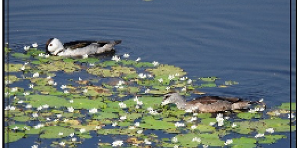 by Kiran G Mhatre ,Dolvi