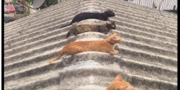 by Jitendra Kumar Chaurasia