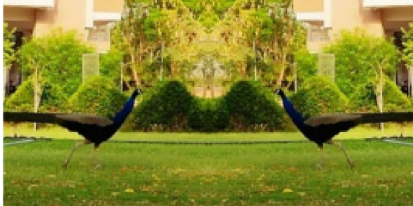 by Jitendra Kumar Chaurasia