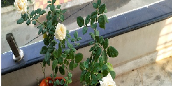 by Padmavathi Yarramilli