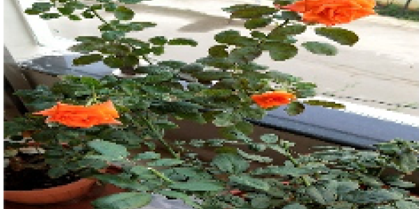 by Padmavathi Yarramilli